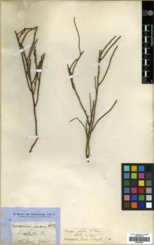 Type specimen at Edinburgh (E). Brown, Robert: S.N.. Barcode: E00346093.
