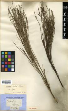 Type specimen at Edinburgh (E). Brown, Robert: 3206. Barcode: E00346096.
