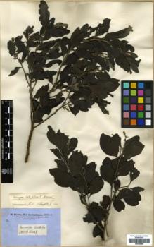 Type specimen at Edinburgh (E). Brown, Robert: . Barcode: E00346098.