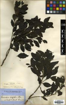 Type specimen at Edinburgh (E). Brown, Robert: . Barcode: E00346099.