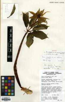 Type specimen at Edinburgh (E). Kunming, Edinburgh, Gothenburg Expedition (1993): 304. Barcode: E00346102.