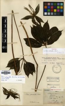 Type specimen at Edinburgh (E). Maire, Edouard-Ernest: S.N.. Barcode: E00346103.
