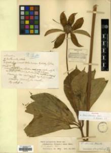 Type specimen at Edinburgh (E). Bodinier, Emile: S.N.. Barcode: E00346104.