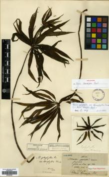 Type specimen at Edinburgh (E). Maire, Edouard-Ernest: S.N.. Barcode: E00346106.
