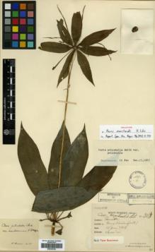 Type specimen at Edinburgh (E). Esquirol, Joseph: 3259. Barcode: E00346108.