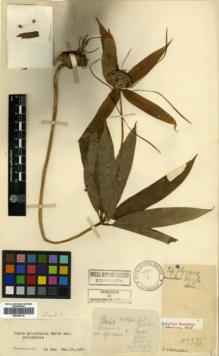 Type specimen at Edinburgh (E). Cavalerie, Pierre: 533. Barcode: E00346110.