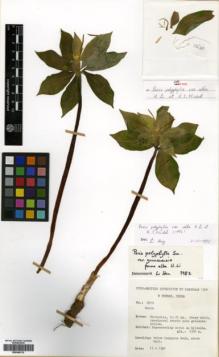 Type specimen at Edinburgh (E). Sino-British Cangshan Expedition: 510. Barcode: E00346112.