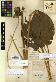 Type specimen at Edinburgh (E). Cavalerie, Pierre: S.N.. Barcode: E00346113.