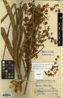 Type specimen at Edinburgh (E). Handel-Mazzetti, Heinrich: 5272. Barcode: E00346118.