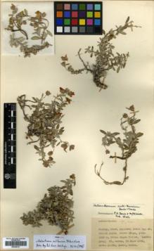 Type specimen at Edinburgh (E). Davis, Peter; Dodds, J.; Çetik, R.: 19378. Barcode: E00346121.