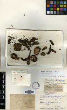 Type specimen at Edinburgh (E). Esquirol, Joseph: 238. Barcode: E00346129.