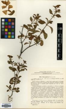 Type specimen at Edinburgh (E). : 3924. Barcode: E00346131.