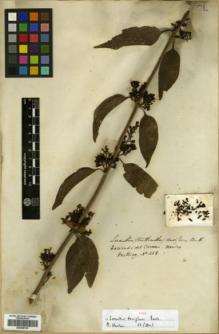Type specimen at Edinburgh (E). Hartweg, Karl: 468. Barcode: E00346136.