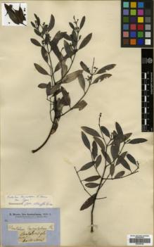 Type specimen at Edinburgh (E). Brown, Robert: . Barcode: E00346144.