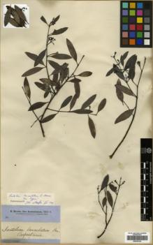 Type specimen at Edinburgh (E). Brown, Robert: . Barcode: E00346145.