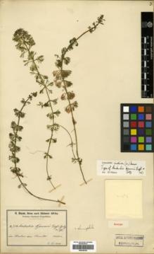 Type specimen at Edinburgh (E). Baum, Hugo: 750. Barcode: E00346165.
