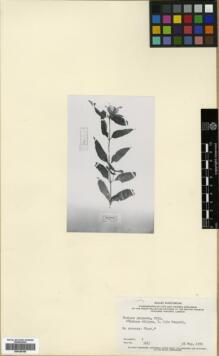 Type specimen at Edinburgh (E). Unknown: . Barcode: E00346168.