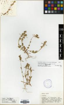Type specimen at Edinburgh (E). Davis, Peter: 59388. Barcode: E00346169.