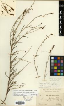 Type specimen at Edinburgh (E). Kotschy, Carl (Karl): . Barcode: E00346171.