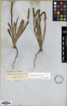Type specimen at Edinburgh (E). Lindheimer, Ferdinand: 163. Barcode: E00346172.