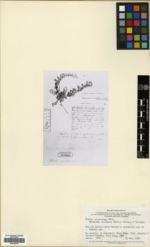 Type specimen at Edinburgh (E). Houstoun, William: . Barcode: E00346175.