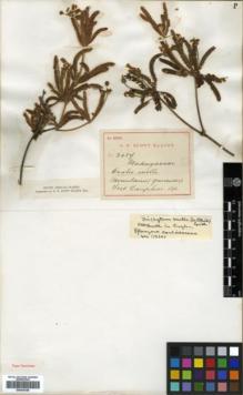 Type specimen at Edinburgh (E). Scott-Elliot, George: 2487. Barcode: E00346185.