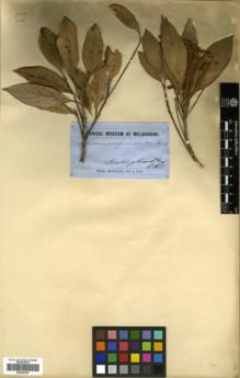 Type specimen at Edinburgh (E). von Mueller, Ferdinand: . Barcode: E00346187.