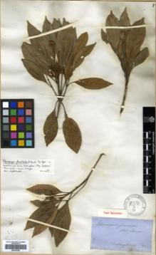 Type specimen at Edinburgh (E). von Mueller, Ferdinand: . Barcode: E00346188.