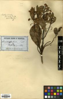 Type specimen at Edinburgh (E). von Mueller, Ferdinand: . Barcode: E00346189.