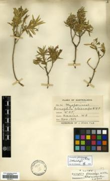 Type specimen at Edinburgh (E). Fitzgerald, William: . Barcode: E00346211.