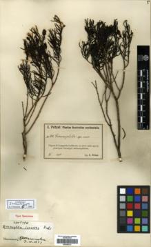 Type specimen at Edinburgh (E). Pritzel, Ernst: 64. Barcode: E00346213.