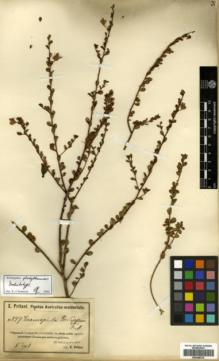 Type specimen at Edinburgh (E). Pritzel, Ernst: 847. Barcode: E00346216.