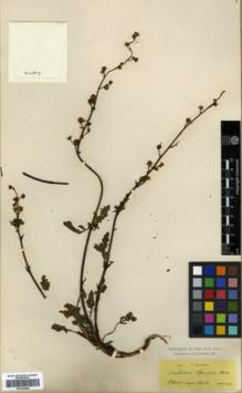 Type specimen at Edinburgh (E). Boissier, Pierre: . Barcode: E00346235.