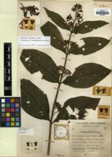 Type specimen at Edinburgh (E). Cultivated Plant of the RBGE (CULTE): C11. Barcode: E00346236.