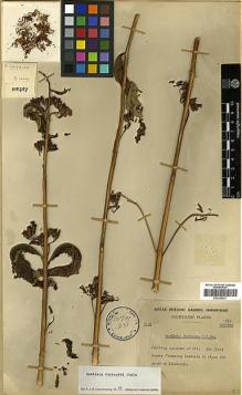 Type specimen at Edinburgh (E). Cultivated Plant of the RBGE (CULTE): C11A. Barcode: E00346237.
