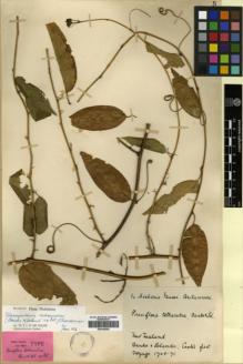 Type specimen at Edinburgh (E). Banks, Joseph; Solander, Daniel: . Barcode: E00346255.