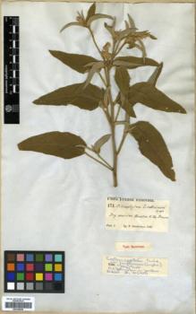 Type specimen at Edinburgh (E). Lindheimer, Ferdinand: 171. Barcode: E00346256.