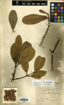 Type specimen at Edinburgh (E). Balansa, Benedict: 3262. Barcode: E00346264.
