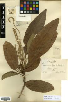 Type specimen at Edinburgh (E). Collins, D.: 224. Barcode: E00346269.