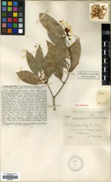 Type specimen at Edinburgh (E). Kerr, Arthur: 2941. Barcode: E00346277.