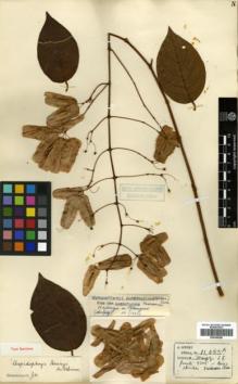 Type specimen at Edinburgh (E). Henry, Augustine: 11055A. Barcode: E00346280.