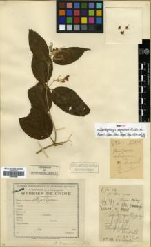Type specimen at Edinburgh (E). Cavalerie, Pierre: 2032. Barcode: E00346281.