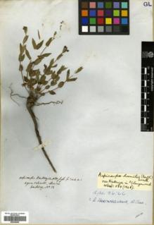 Type specimen at Edinburgh (E). Hartweg, Karl: . Barcode: E00346282.
