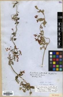 Type specimen at Edinburgh (E). Hartweg, Karl: 14. Barcode: E00346283.
