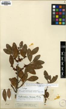 Type specimen at Edinburgh (E). Smith, Herbert: 845. Barcode: E00346286.