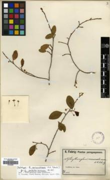Type specimen at Edinburgh (E). Fiebrig, Karl: 67. Barcode: E00346288.