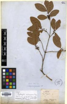 Type specimen at Edinburgh (E). Gardner, George: 3053. Barcode: E00346291.