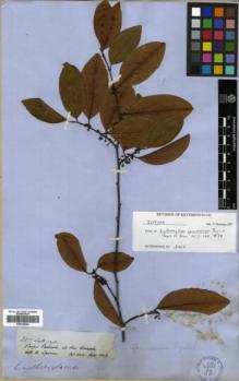 Type specimen at Edinburgh (E). Spruce, Richard: 2417. Barcode: E00346293.
