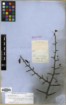 Type specimen at Edinburgh (E). Blanchet, Jacques: 2771. Barcode: E00346294.