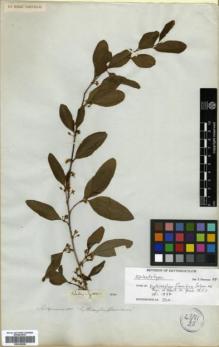 Type specimen at Edinburgh (E). Saltzmann: . Barcode: E00346296.